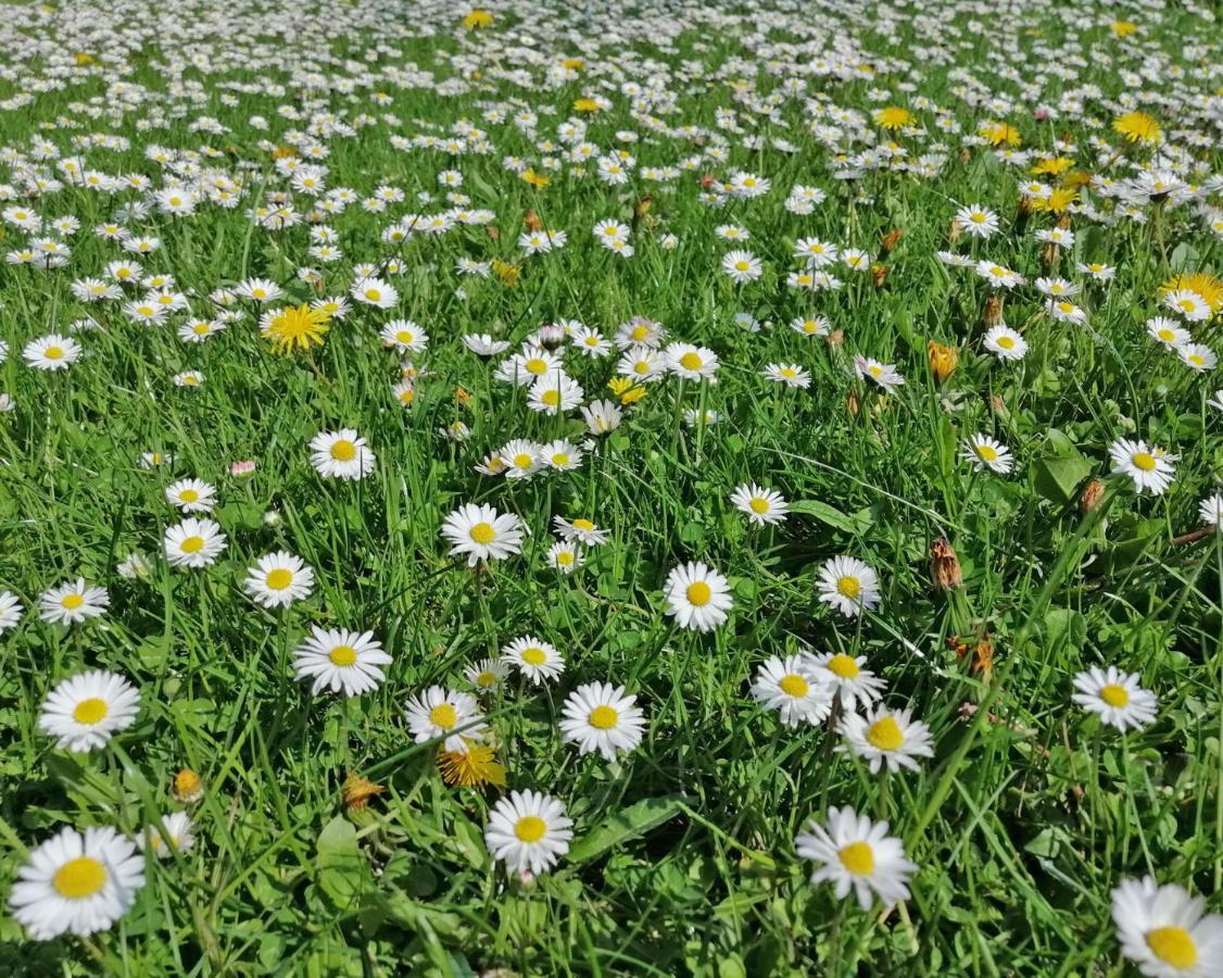 Ferienwohnung "Luv" Grube Ostsee Buitenkant foto